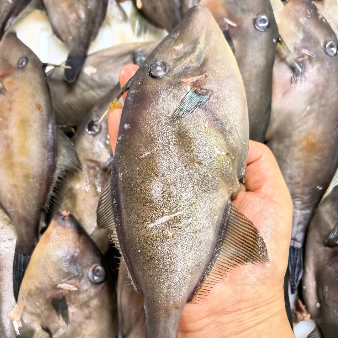[哈姑姑]舟山新鲜绿鳍剥皮鱼橡皮鱼蓝鳍马面鱼