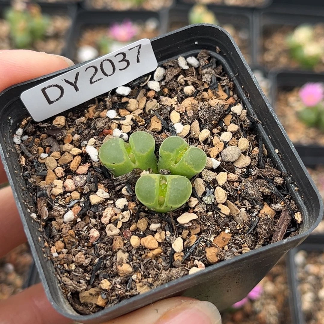 一物一拍风铃2037极窗