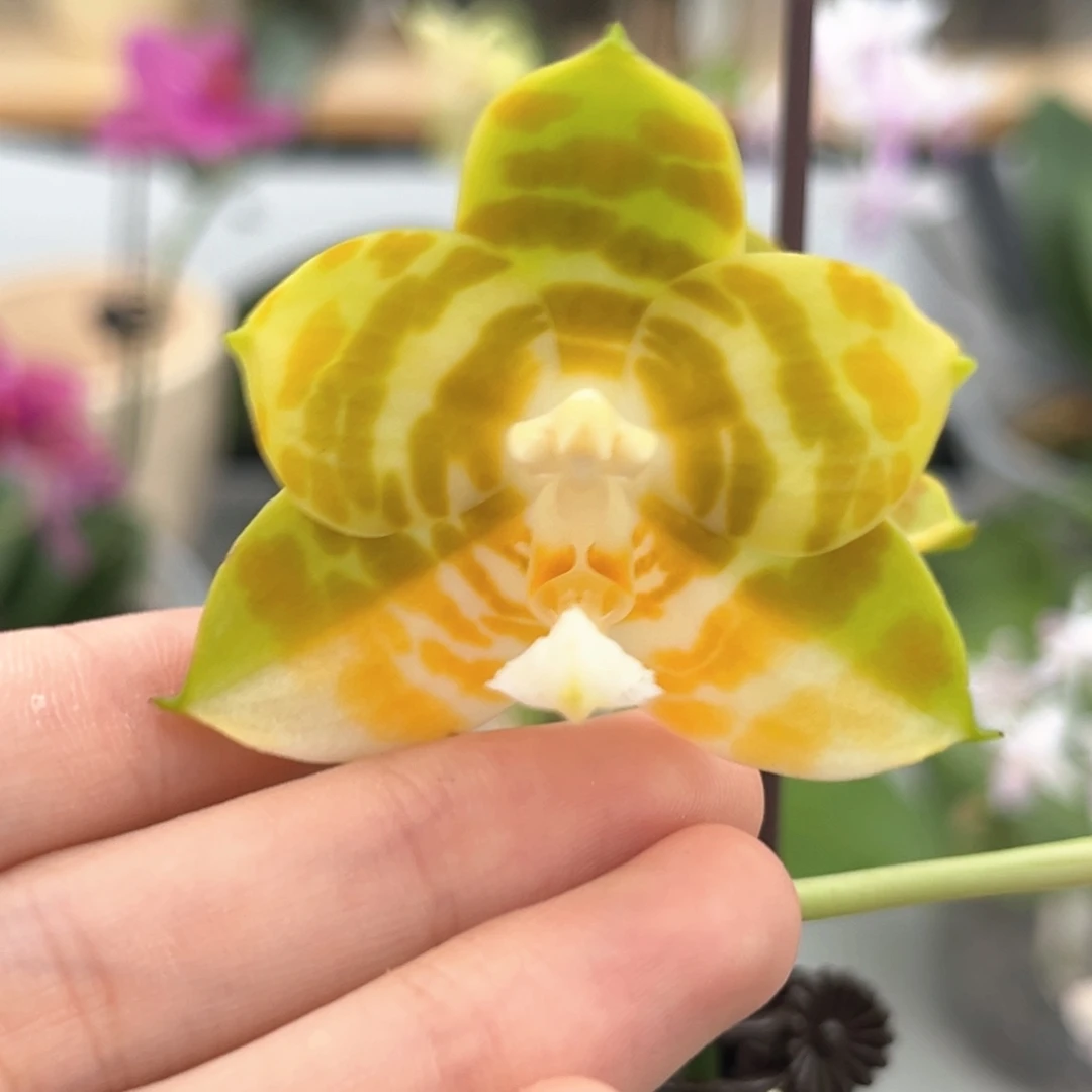 完全开放3.5寸弥陀反射王开花株