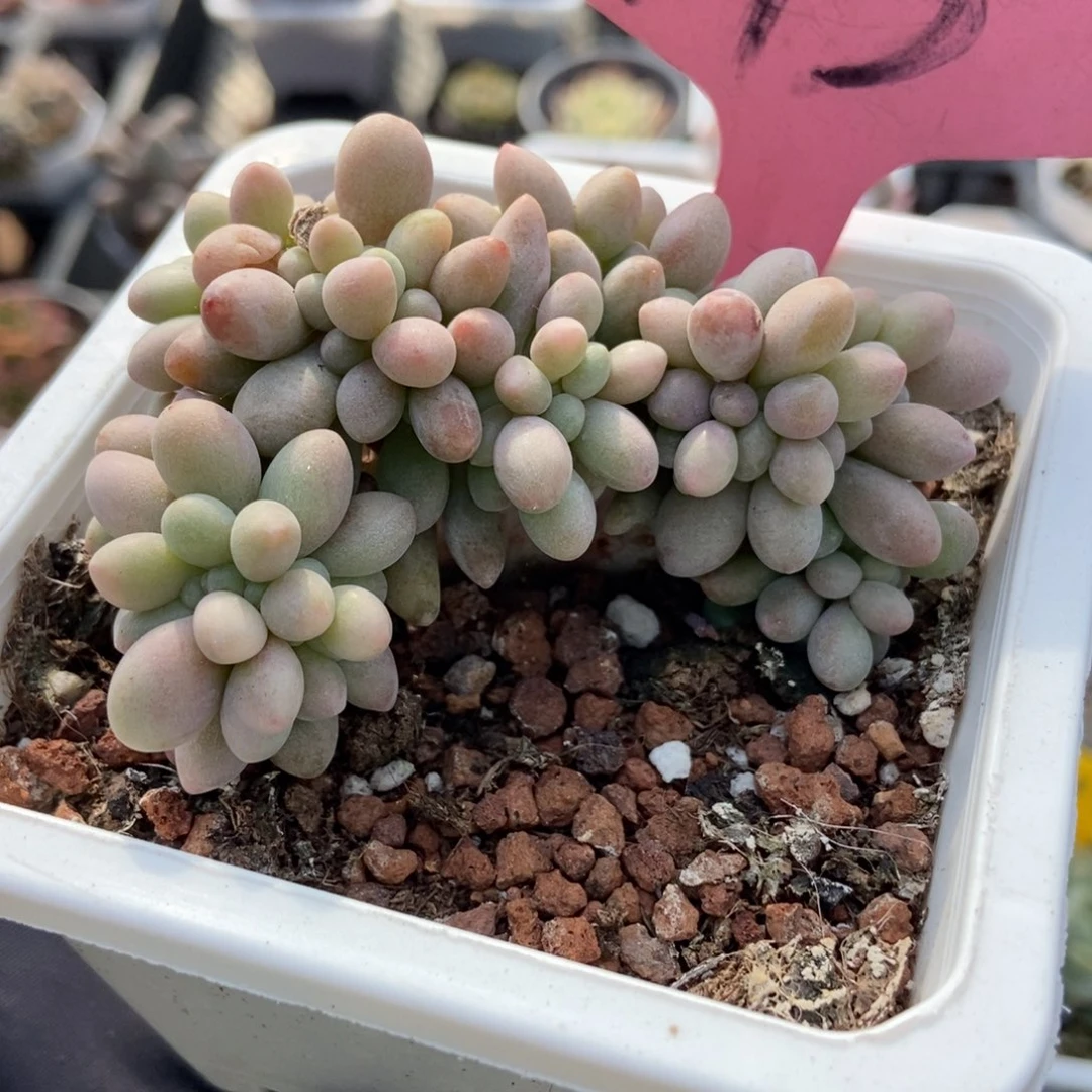 143汤圆缀多肉植物多肉