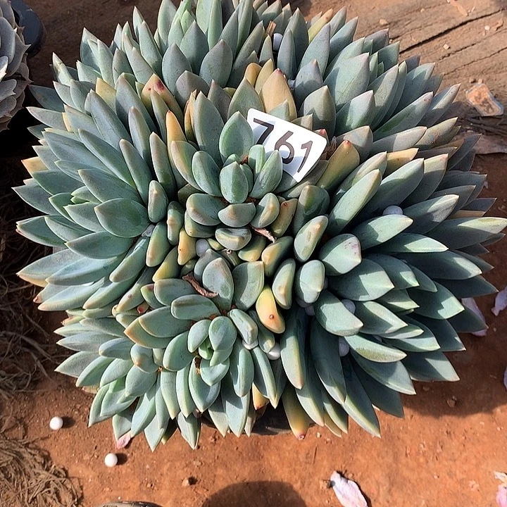 761红蛋 一物一拍多肉