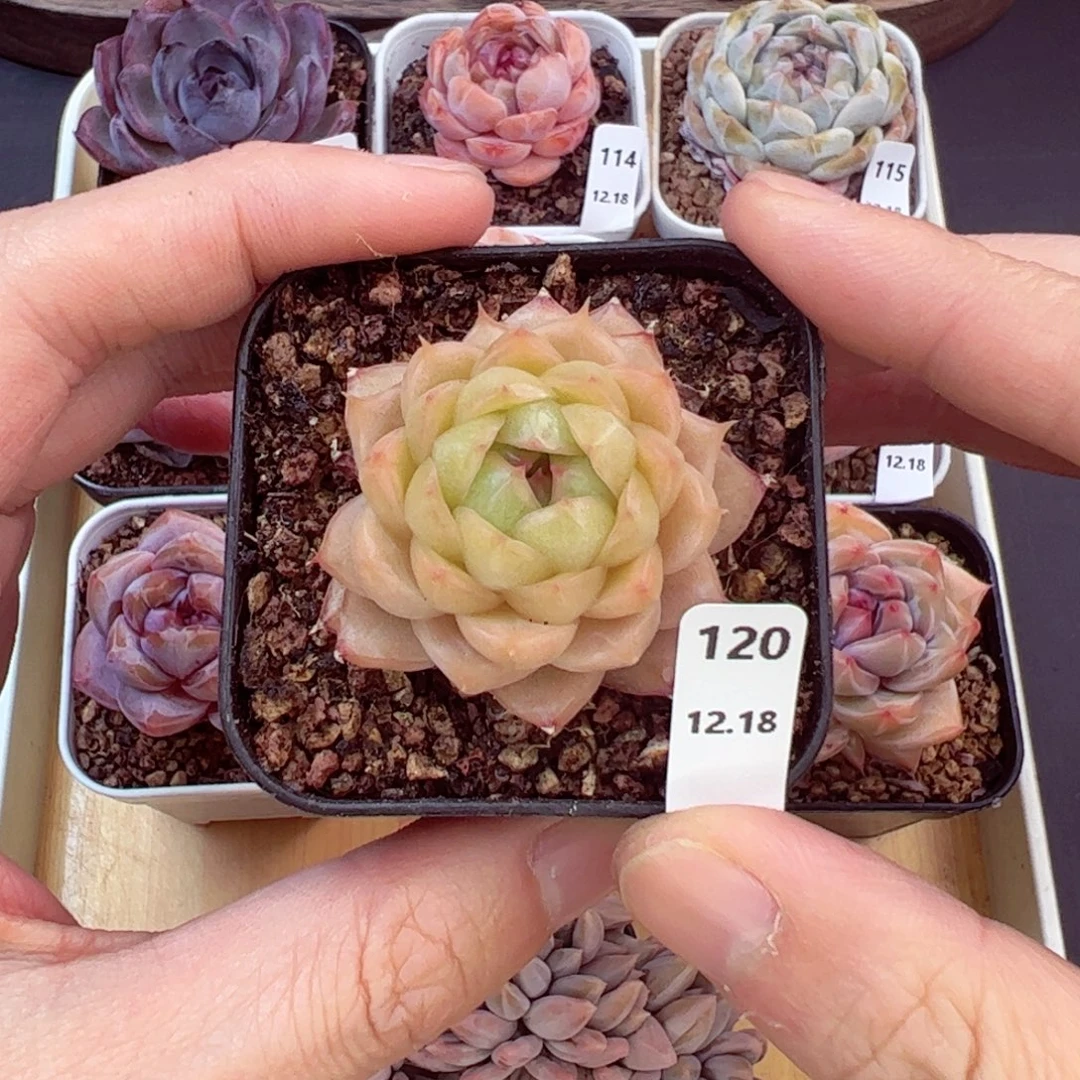 好好看120、哈哈哈哈