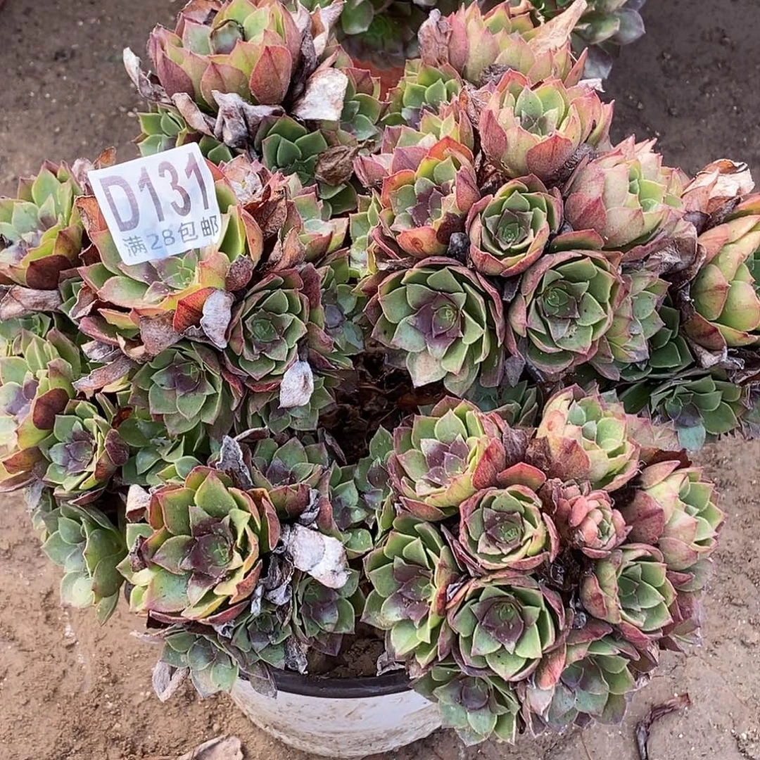 是***313 多肉植物法师不包断包邮