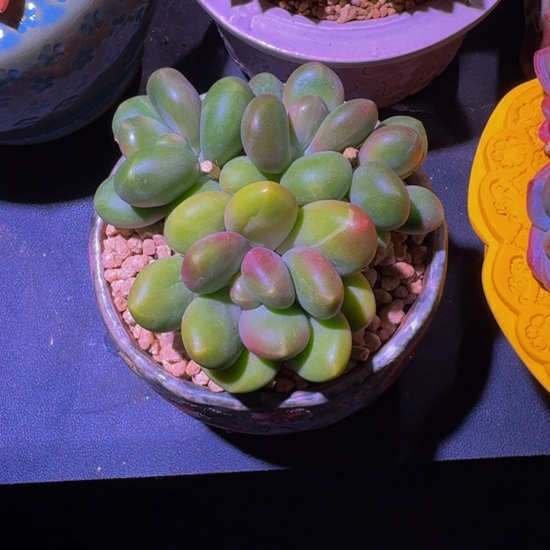 芒果奶 4头  一物一拍