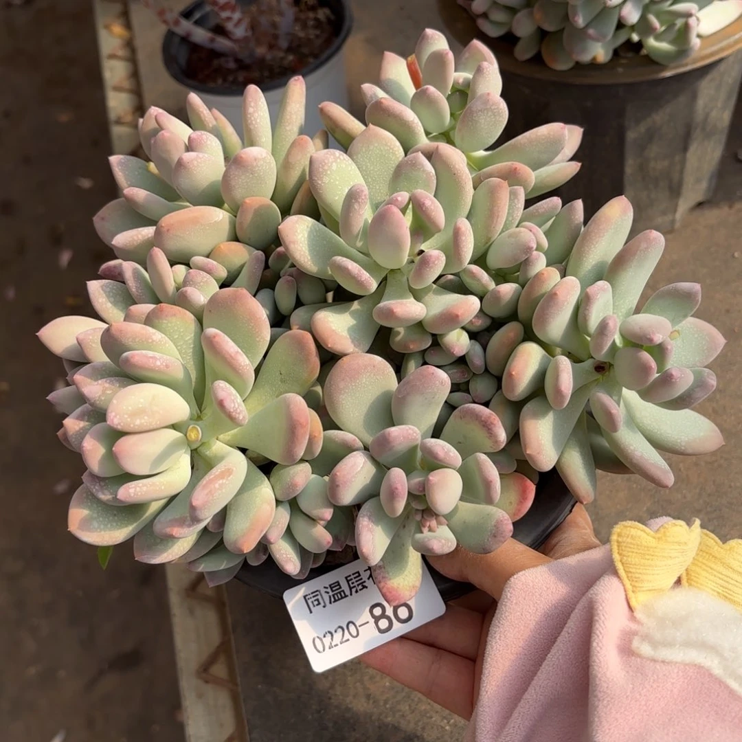 佐*梨同温层多肉三日月美人86