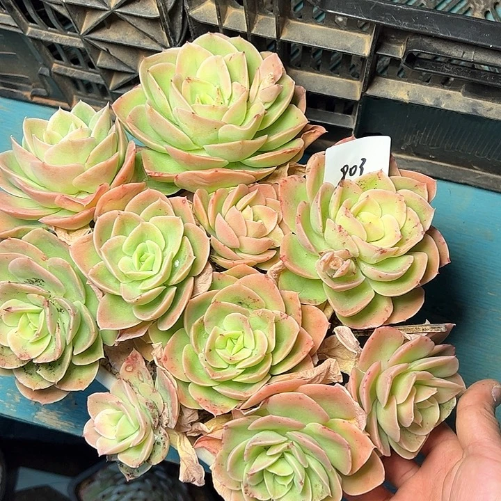 微**?803///////////////