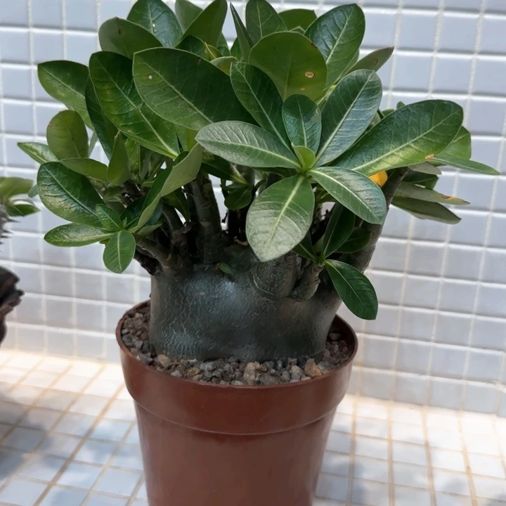哥斯拉沙漠玫瑰一物一拍
