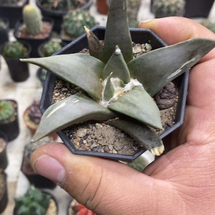 大号岩牡丹特价福利