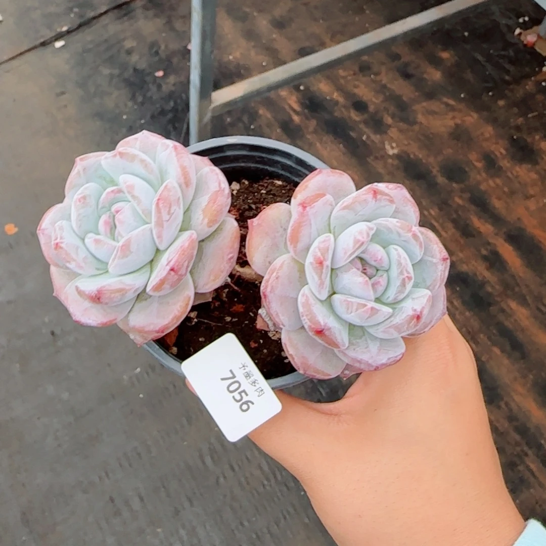 长杆星影，7056多肉植物