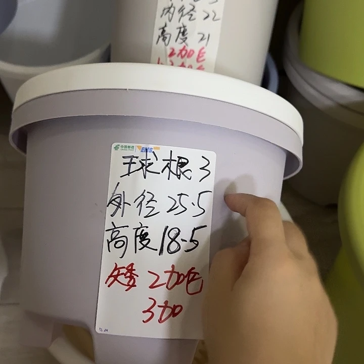 灰白色球根3号无托6个