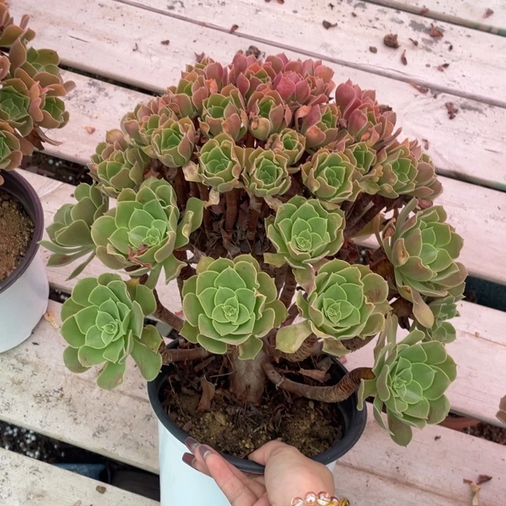 多肉植物等为特色种植区建设项目