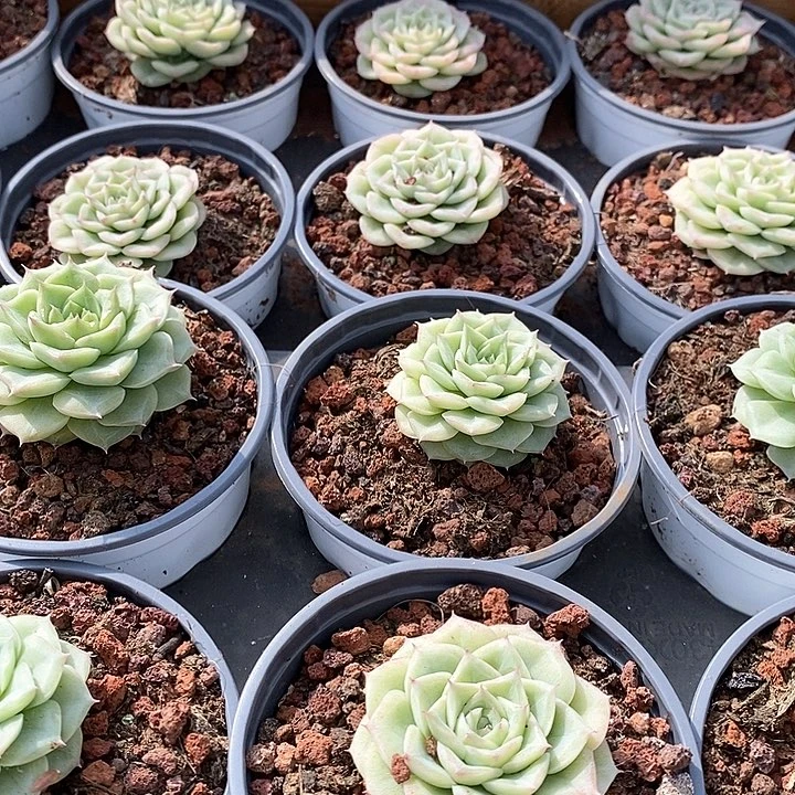 62白天鹅麦杆群 福利多多