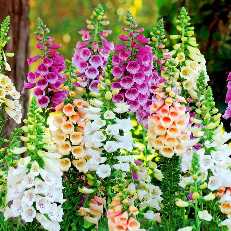 毛地黄花苗盆栽多年生宿根花卉耐寒植物阳台好养庭院常绿好养易活