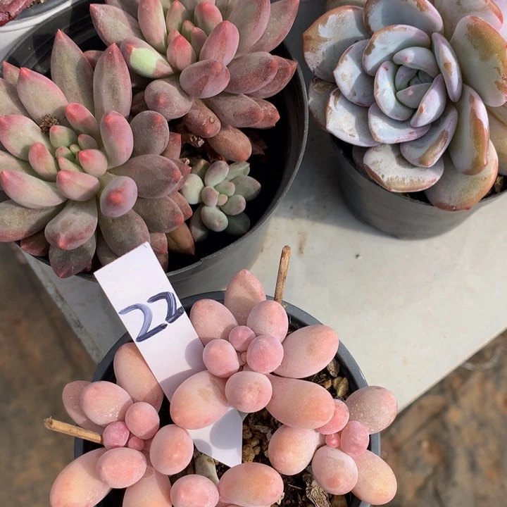 多替自己误7373773738