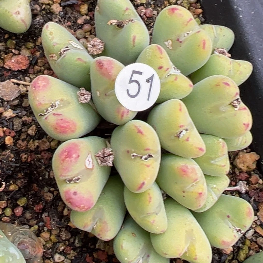 多肉植物111111111111111