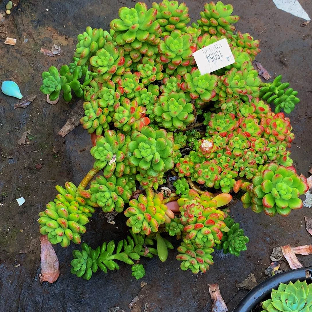 王***坤   香格里拉多肉15054