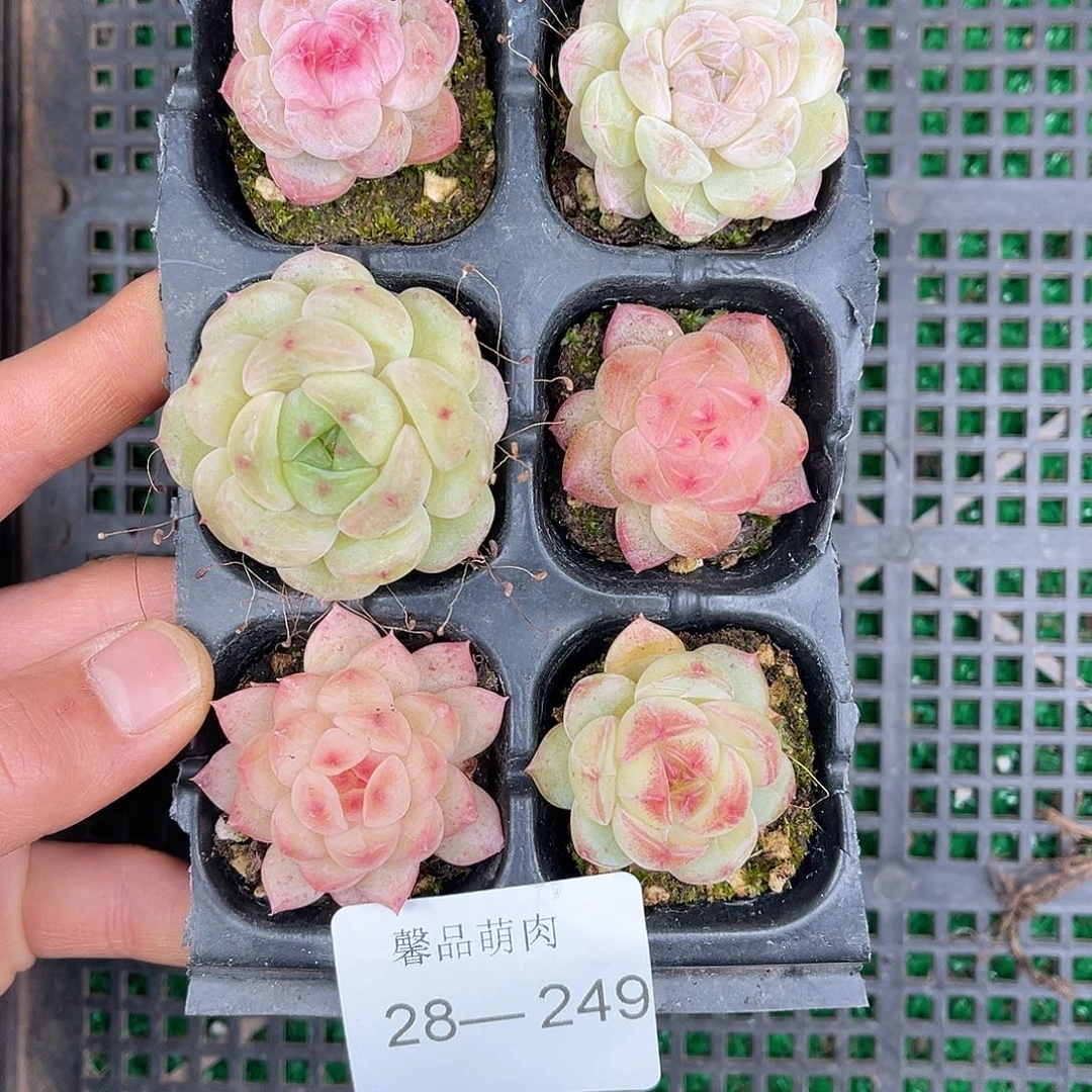 多肉一物一拍28-249