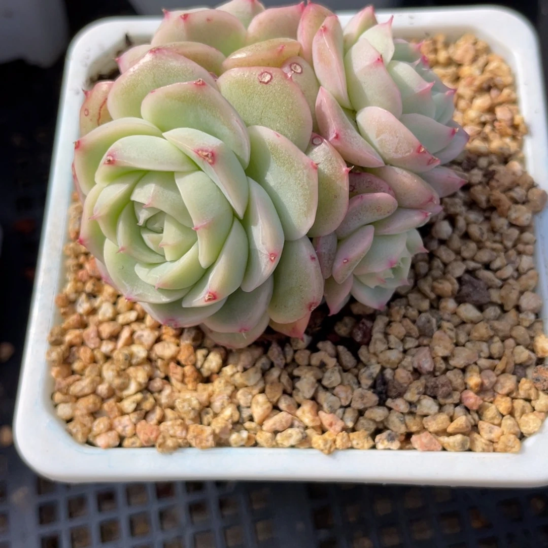 优选白芷珍妮多肉2067