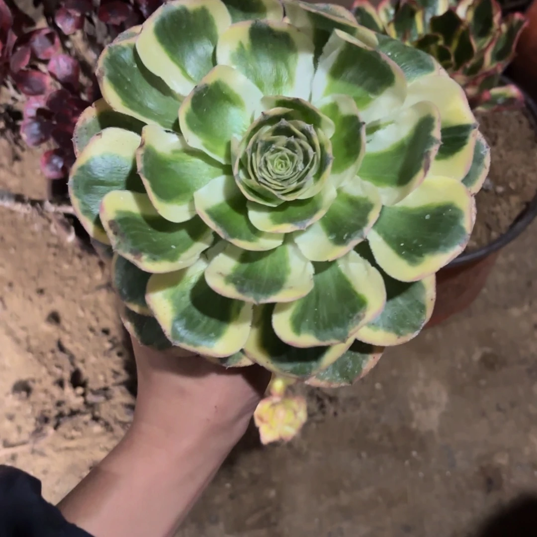 燕姿锦一物一拍9.9多肉植物