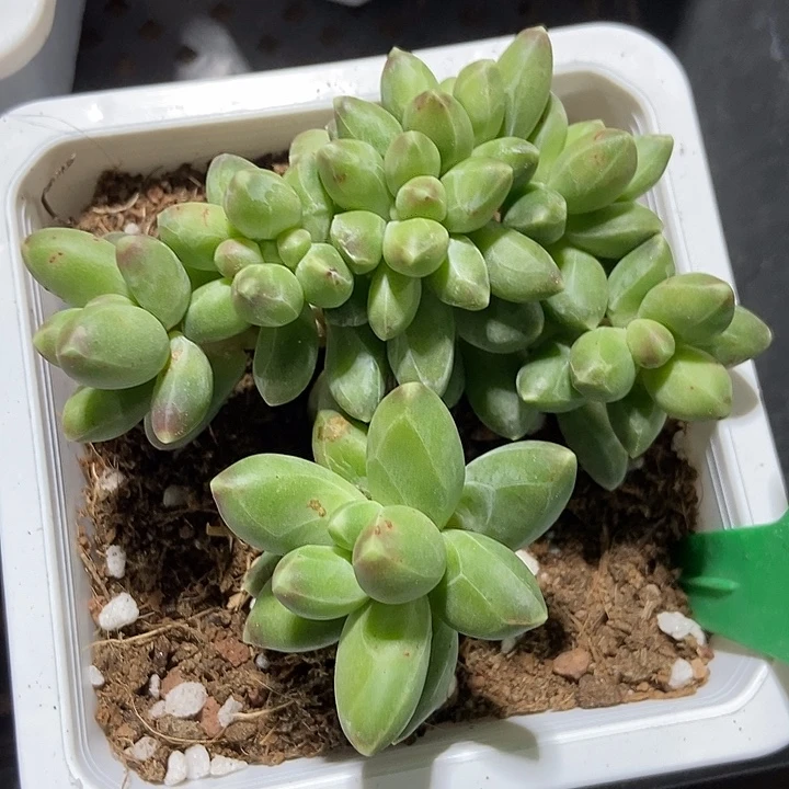 多肉植物千代田817多肉