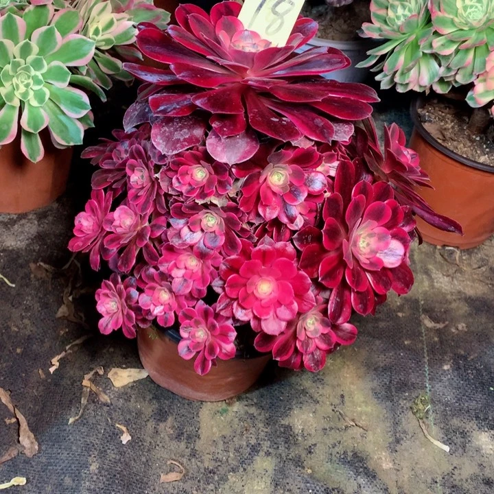 18美杜莎多肉一物一拍～