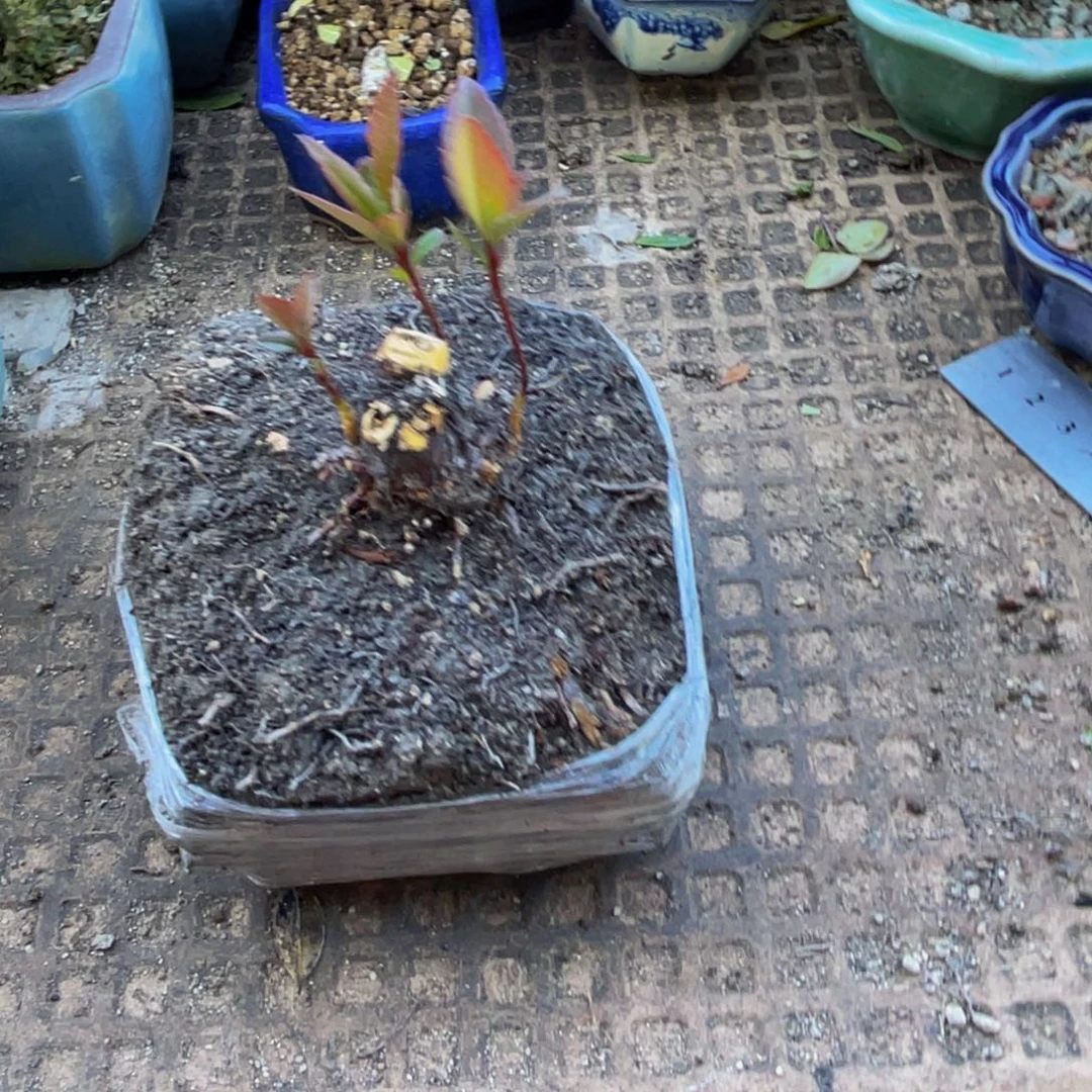 满***得当前无花朵，栽培后可花朵