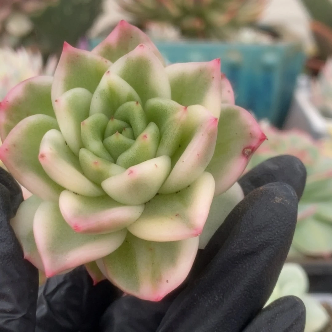 182东云杂锦锦锦锦锦