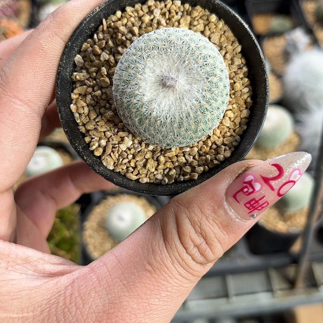 月世界实生单头发货有根