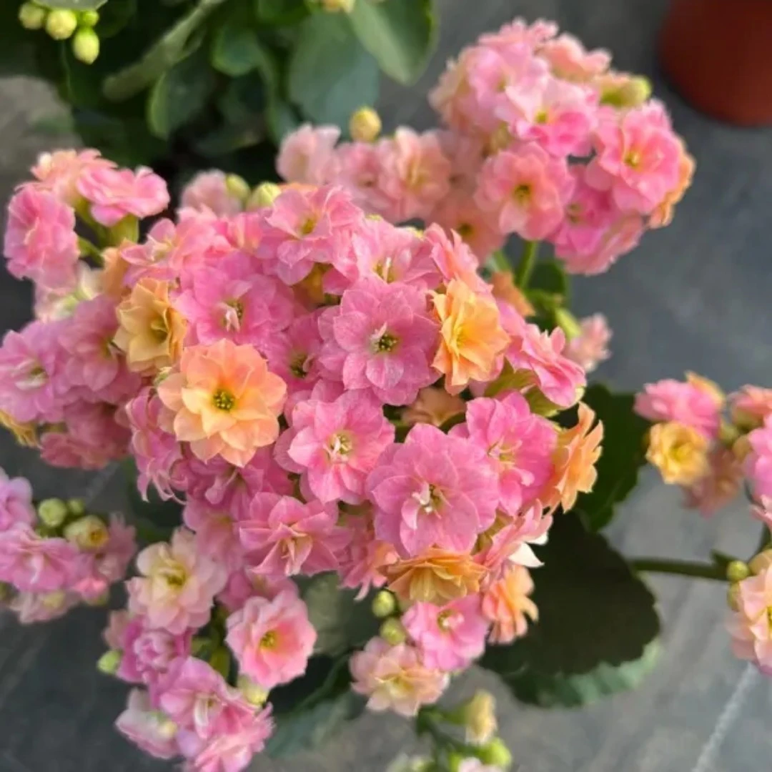 130大盆【彩虹糖】稀有变色长寿花室内盆栽四季开花年宵花