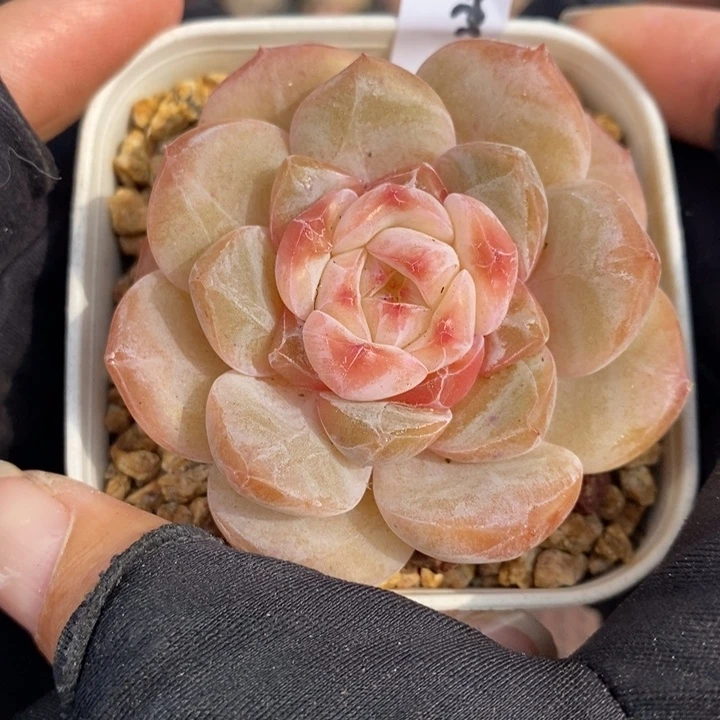 1220-607，粉魄多肉