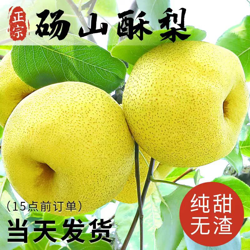 正宗安徽砀山酥梨当季新鲜水果皮薄多汁爆甜脆爽 净重4.5-5斤