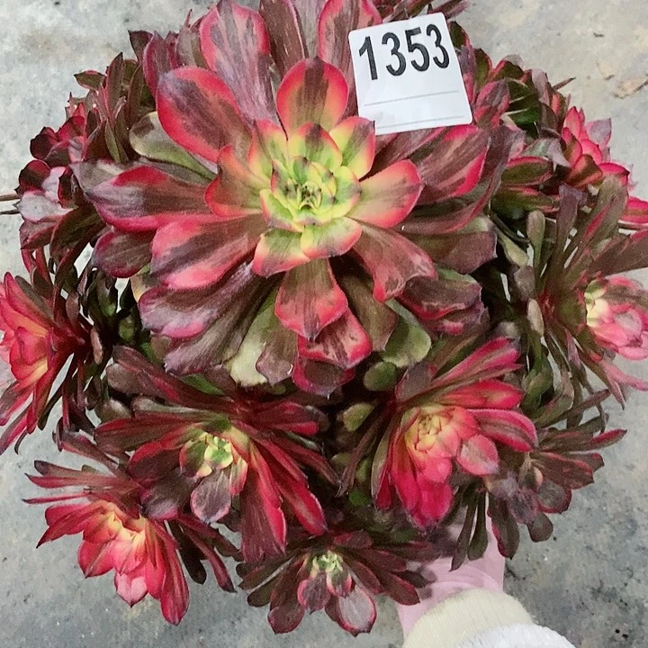 红陶1353烟花3多肉