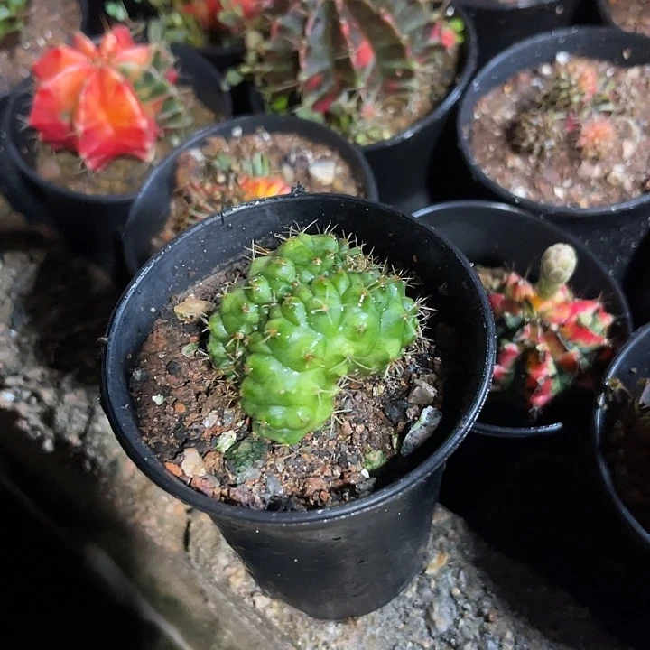 仙人球好好看好漂亮15