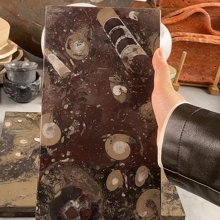 H***化石茶盘菊石干泡台