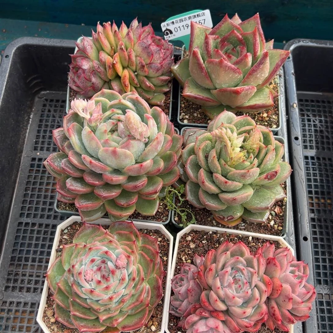 从前慢多肉精选编号0119.157