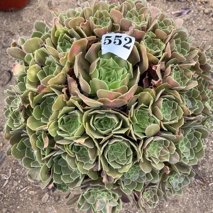 姗***s无花朵552多肉植物女巫中斑