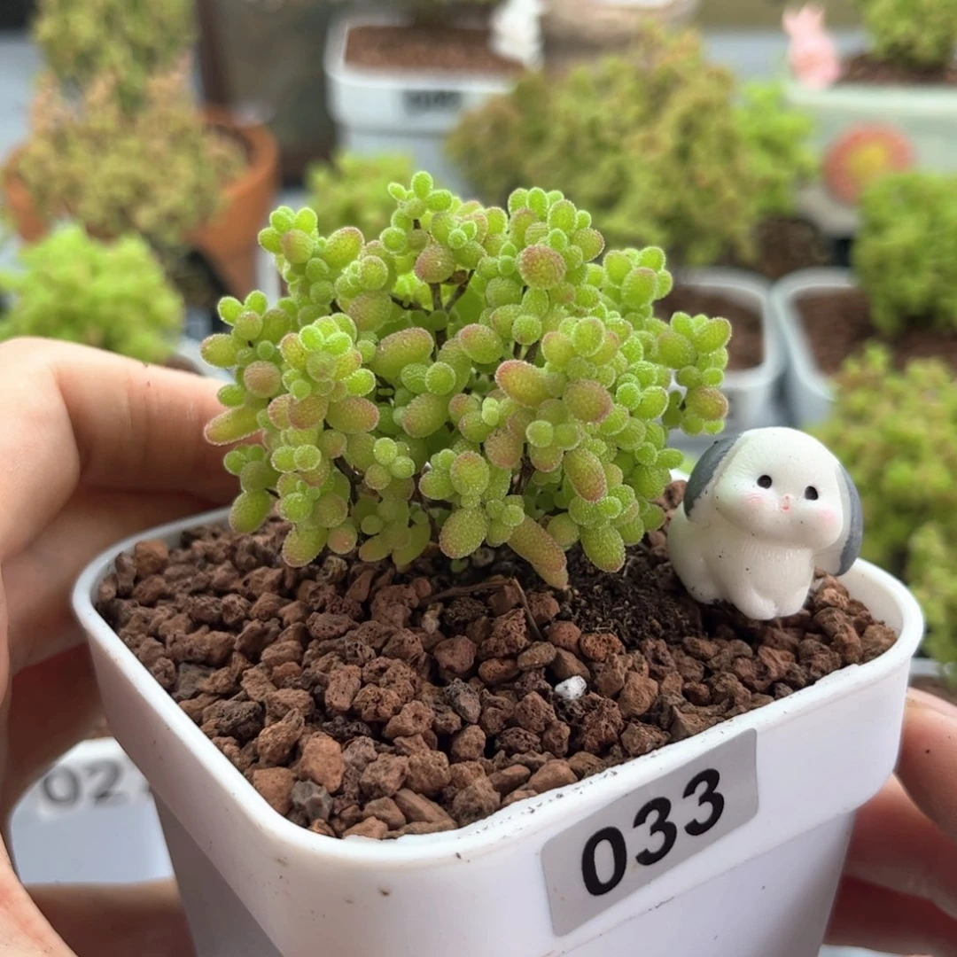 无花朵033蜜桔可爱多肉植物
