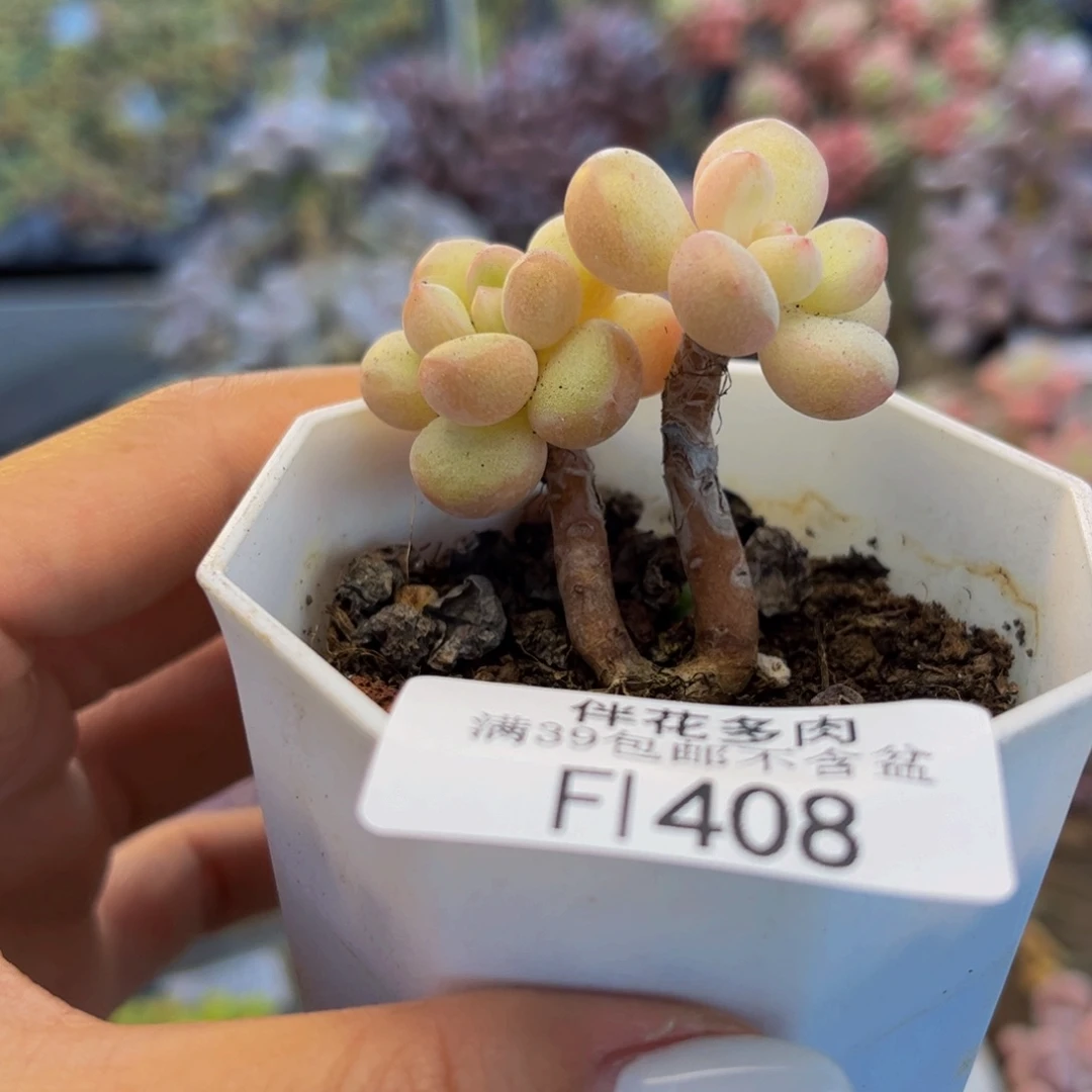408-萤火虫多肉4cm