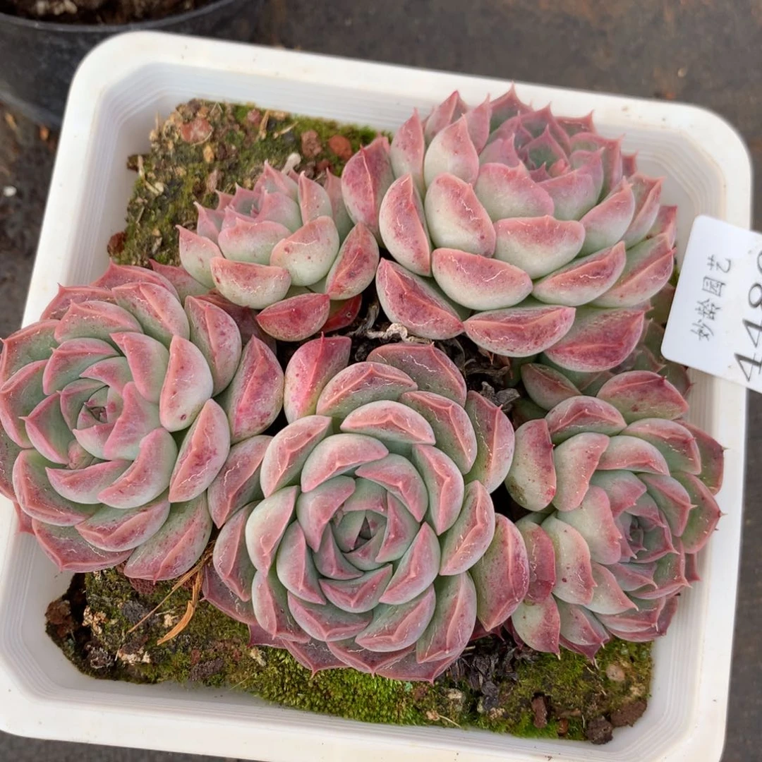 4486散群，不包整散不售后