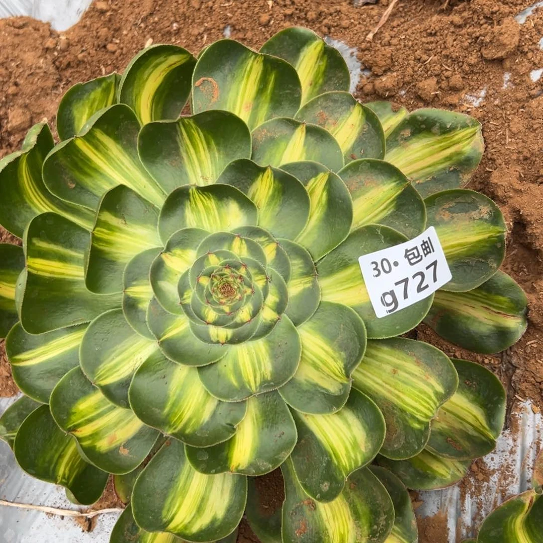 727暴君多肉法师