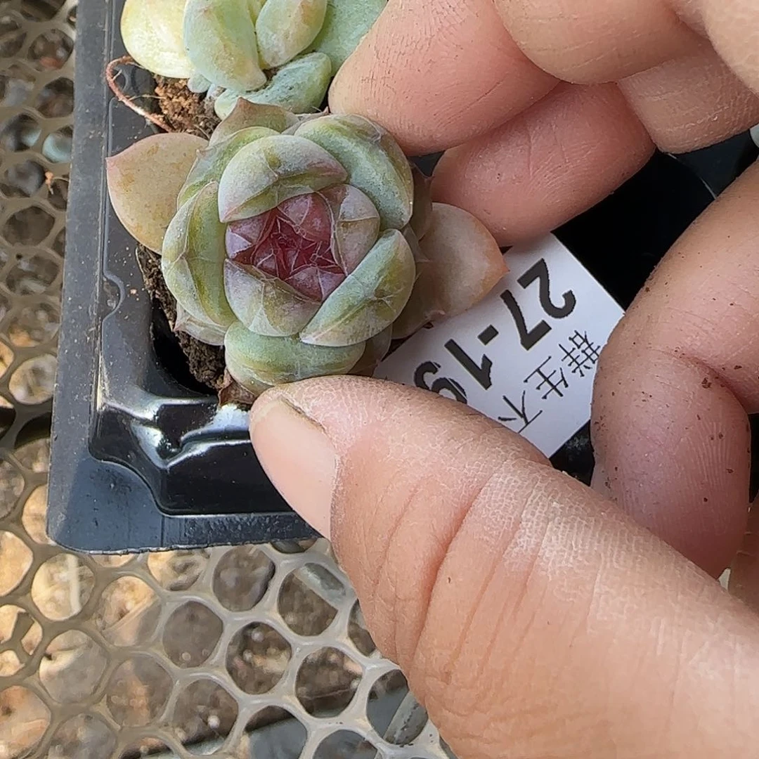 小卡拉米糖心一物一拍27-198