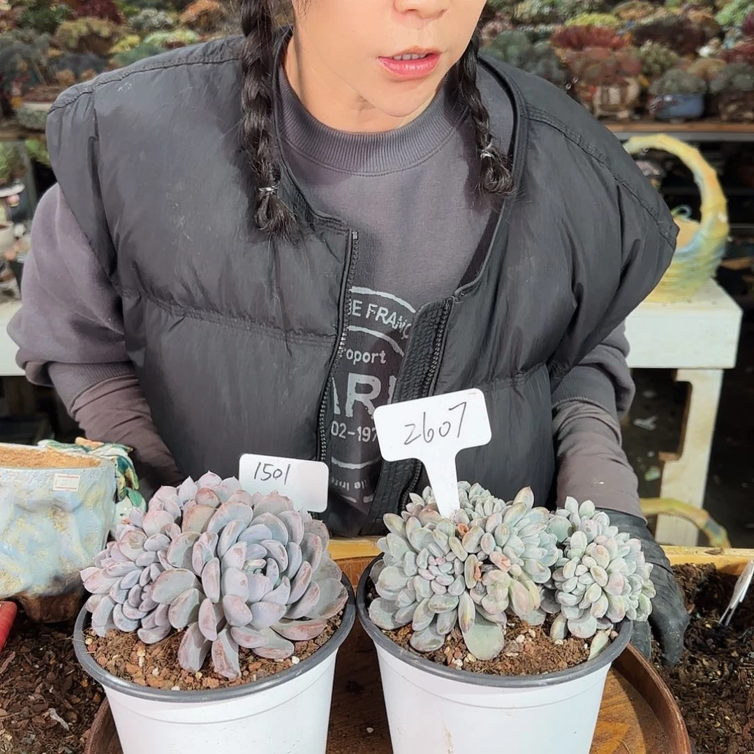 3***子瓶子，菩提子缀2个196   肉