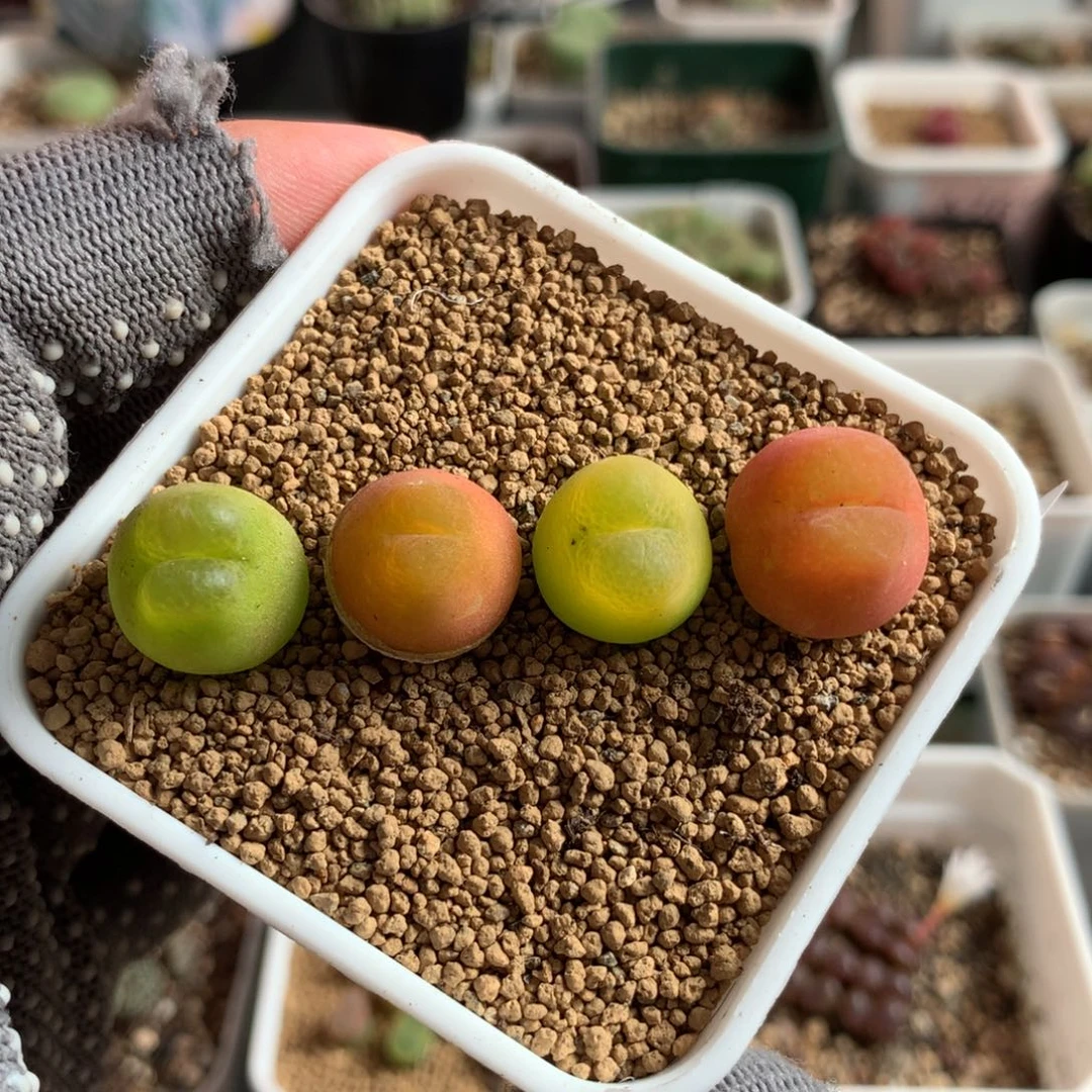 479日拉杂交母本