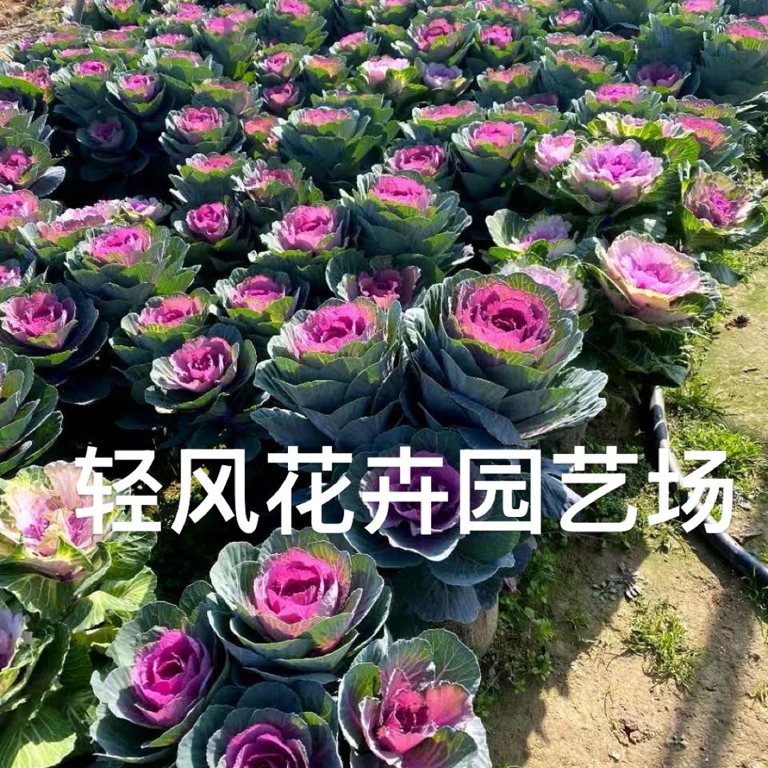 红华美3头多头羽衣甘蓝盆栽庭院花卉耐寒多年生易养好活