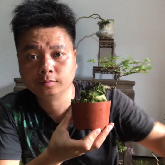 无花朵盆景盆栽植物