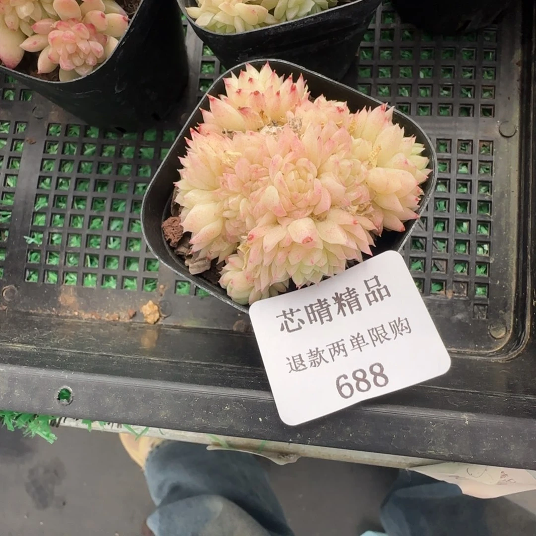 多肉很小看清楚下单拒绝非品质售后688号