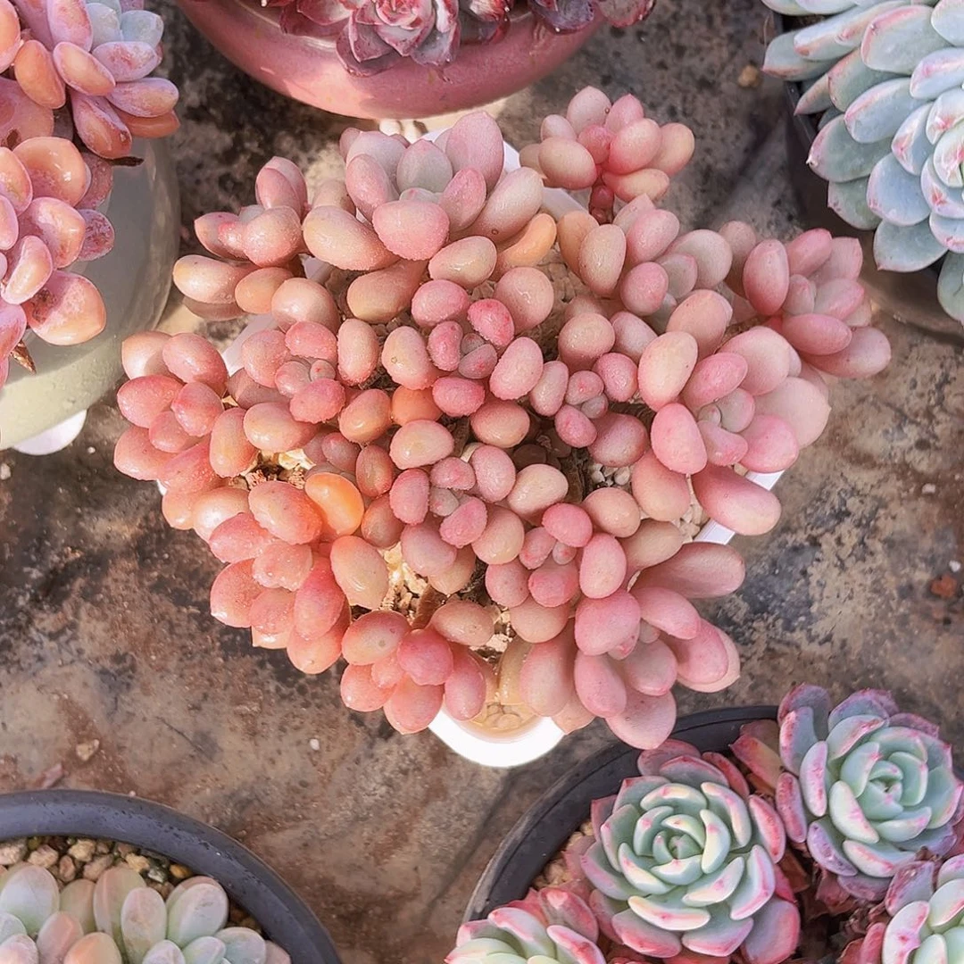 先锋派16公分99999999