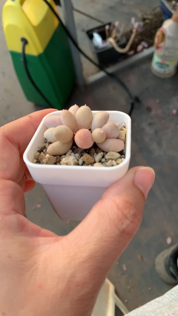 加菲猫奶酪多肉一物一拍