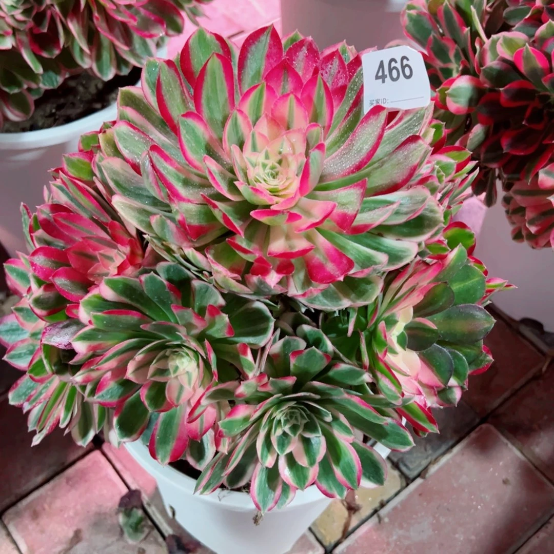 466孔雀翎法师多肉植物