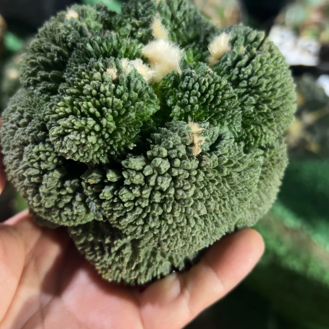 小**艺哥斯拉牡丹白肌青瓷牡丹148.799